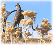 A quail perches on a wrought iron ornament in Taos, New Mexico.