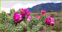 Cactus in bloom in the New Mexico desert