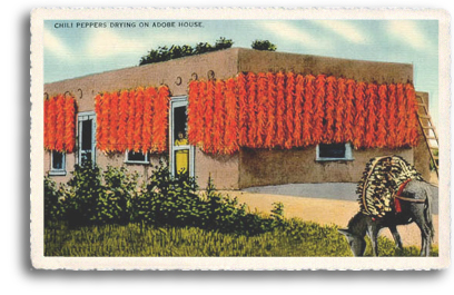 Chili peppers drying on an old adobe house is a common sight in the high desert of Northern New Mexico. A burro (or donkey) grazes in the foreground. Also called “ristras,” the stringed chilis are used in cooking and as a decorative touch on many homes in the Taos area. A burro (or donkey) graizes in the foreground.