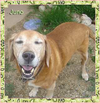 Juno is Jean’s red hound-dog mix. He’s nicknamed “The King of Taos” because on his first trip to the “enchanted” town he was allowed to eat on a restaurant patio with Jean and her friend: and the wait staff treated him like a king! He’s a trusted, loyal companion, winning the hearts of all who meet him.