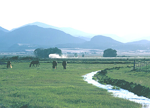 horses grazing on working cattle ranch property listed by LandSun Realty, outside Santa Fe, NM