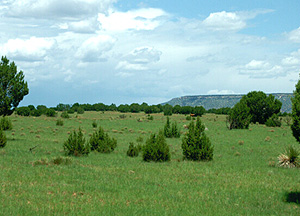 This beautiful cttle ranch has acreage of grasses, wildflowers and piinon is available for sale through LandSun Realty, Santa Fe, NM