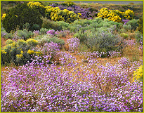 Hollyhocks agains a New Mexico adobe wall