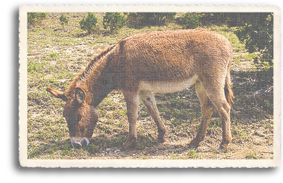 A healthy Burro (or donkey) forages for its food in the grasses of the Northern New Mexico high desert.