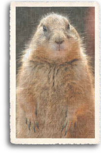 A Prairie Dog demonstrates the friendly nature that they have towards humans, as he poses for a photograph just outside Taos, New Mexico.