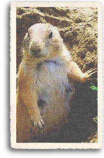 A Prairie Dog emerges from his burrow, in one of the many Prairie Dog Villages in Taos, New Mexico.